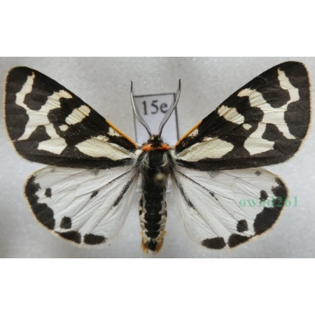 Parasemia plantaginis (Linnaeus, 1758) form white Niedźwiedziówka babkówka, misiówka czwórka Poland15e